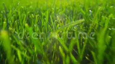 清新的绿草自然底色质感，草坪为底色.. 阳光的照耀
